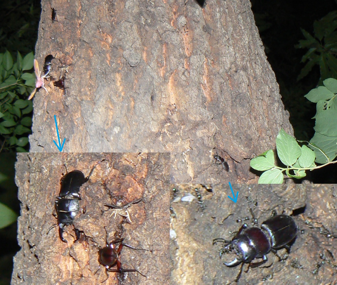 団地前のクヌギ_いつもの樹液～正面ｰ目線よりやや上_ヒラタクワガタ2♂、ノコギリクワガタ1♂ 2021年6月18日 19時55分頃 気温23度